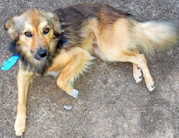 Cachorro raça vira-lata idade 2 anos nome Boby