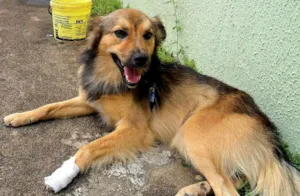 Cachorro raça vira-lata idade 2 anos nome Boby