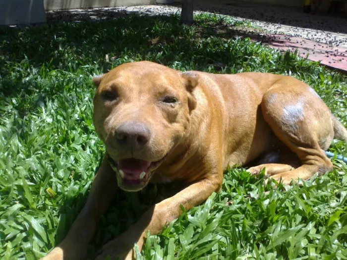 Cachorro ra a Mix de Pitbull idade 6 ou mais anos nome Magoo