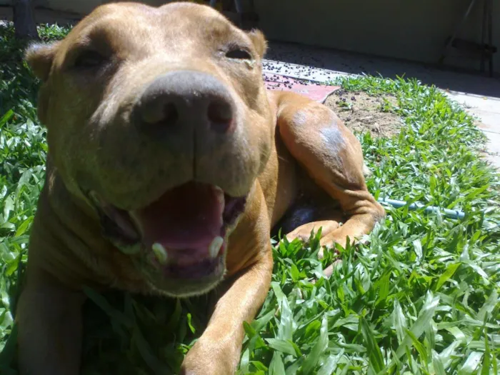 Cachorro ra a Mix de Pitbull idade 6 ou mais anos nome Magoo