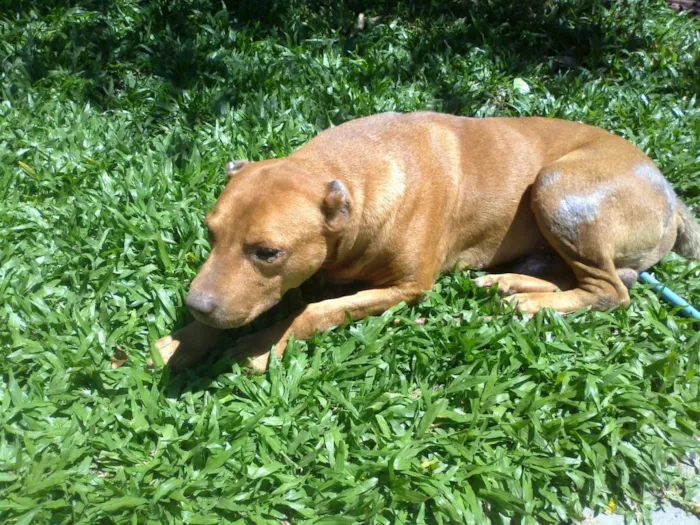 Cachorro ra a Mix de Pitbull idade 6 ou mais anos nome Magoo