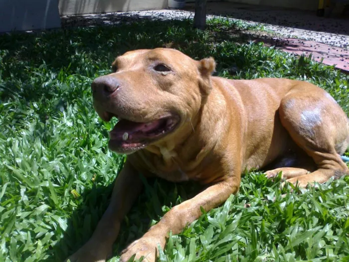 Cachorro ra a Mix de Pitbull idade 6 ou mais anos nome Magoo