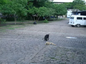 Cachorro raça vira- lata idade 1 ano nome s/nome