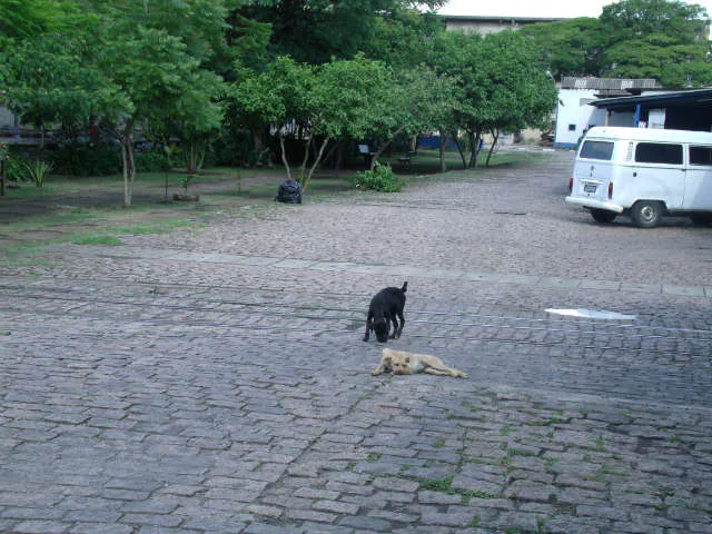Cachorro ra a vira- lata idade 1 ano nome s/nome