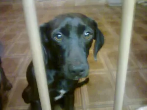 Cachorro raça  idade 2 anos nome Ozzi