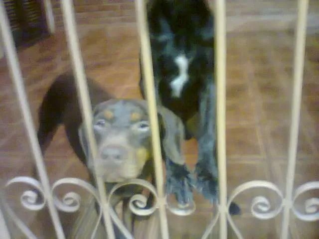 Cachorro ra a  idade 2 anos nome Fred