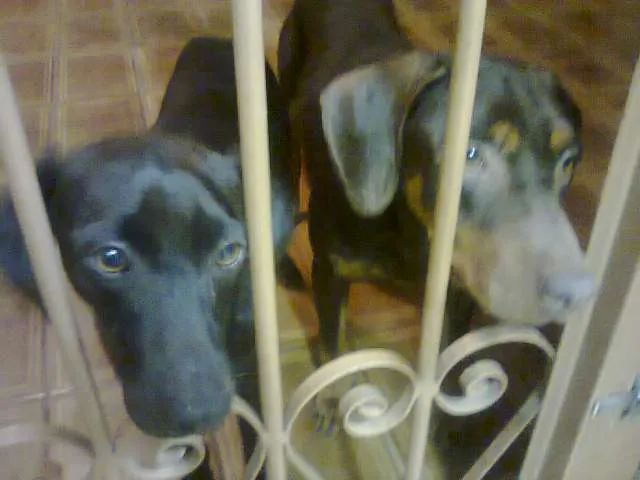 Cachorro ra a  idade 2 anos nome Fred