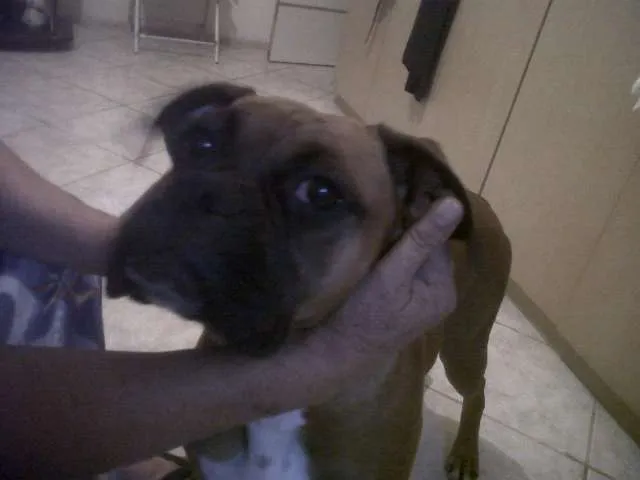 Cachorro ra a Boxer idade 3 anos nome Dara GRATIFICA