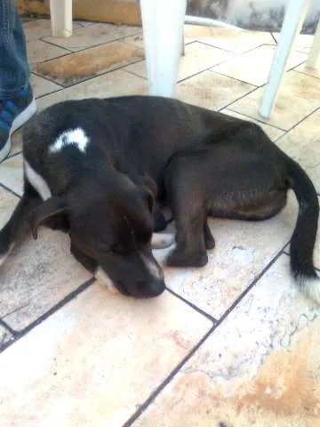 Cachorro ra a Vira Lata idade 2 anos nome Cachorro