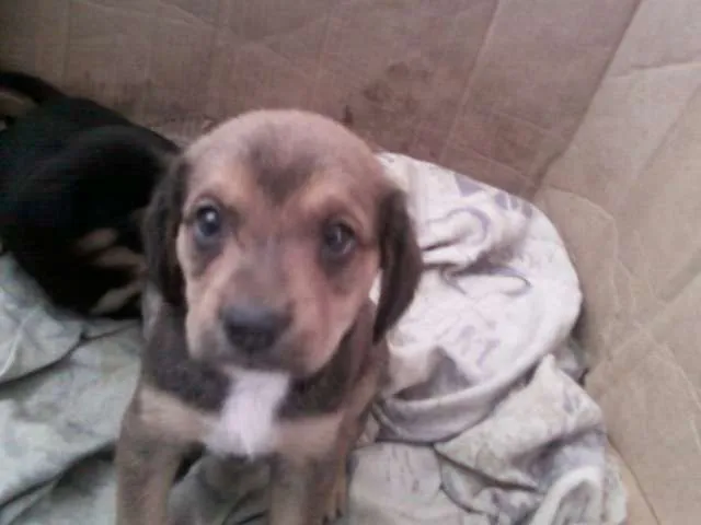Cachorro ra a SRD idade Abaixo de 2 meses nome Cristal
