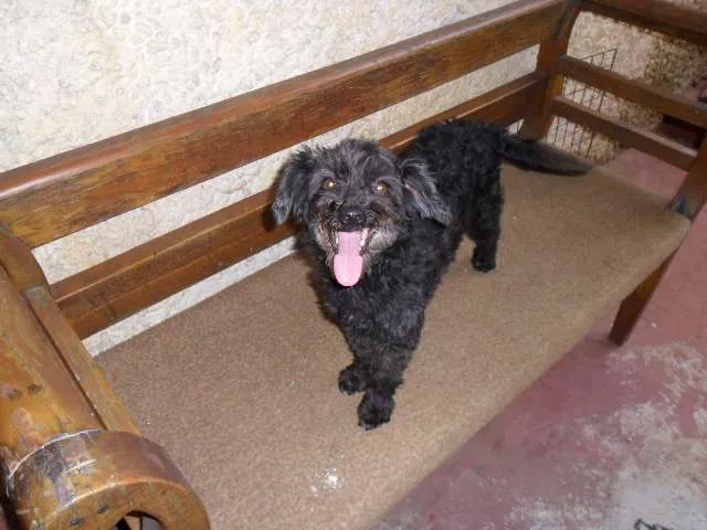Cachorro ra a Poodle idade 2 a 6 meses nome Pretinha 