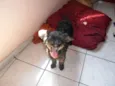 Pretinha