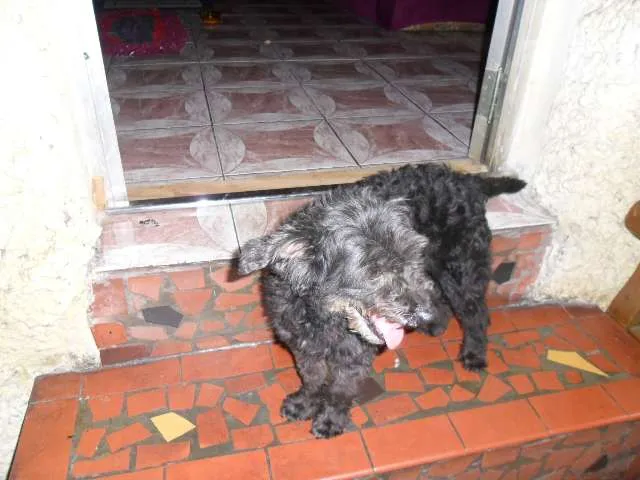 Cachorro ra a Poodle idade 2 a 6 meses nome Pretinha 