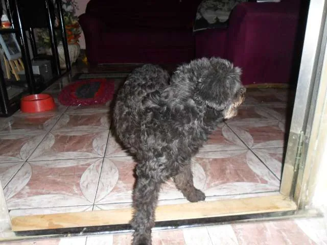 Cachorro ra a Poodle idade 2 a 6 meses nome Pretinha 
