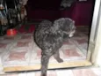 Pretinha