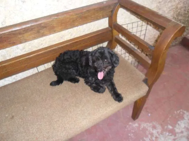 Cachorro ra a Poodle idade 2 a 6 meses nome Pretinha 