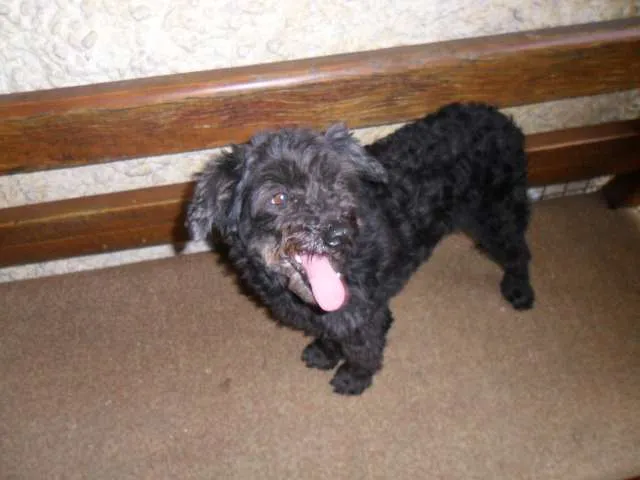 Cachorro ra a Poodle idade 2 a 6 meses nome Pretinha 