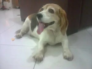 Cachorro raça Beagle idade 7 a 11 meses nome Princesa