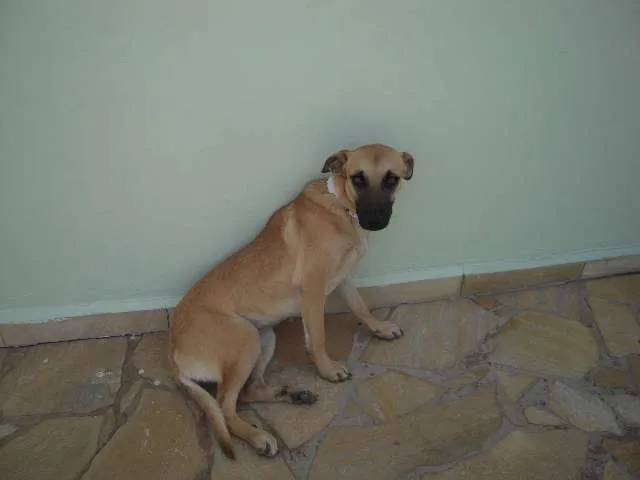 Cachorro ra a SRD Mix Pastor Belga Malinois idade 1 ano nome Ritinha