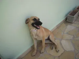 Cachorro raça SRD Mix Pastor Belga Malinois idade 1 ano nome Ritinha