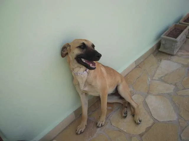 Cachorro ra a SRD Mix Pastor Belga Malinois idade 1 ano nome Ritinha