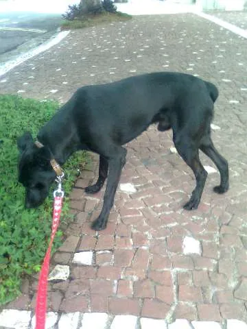 Cachorro ra a Não sei dizer idade 1 ano nome Truffaut