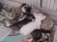 Mamãe e bbs