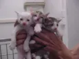 Mamãe e bbs