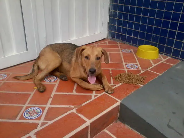 Cachorro ra a SRD idade 1 ano nome Dino