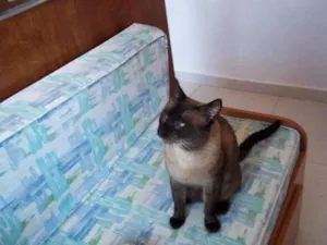 Gato raça Siamês idade 7 a 11 meses nome Manolo