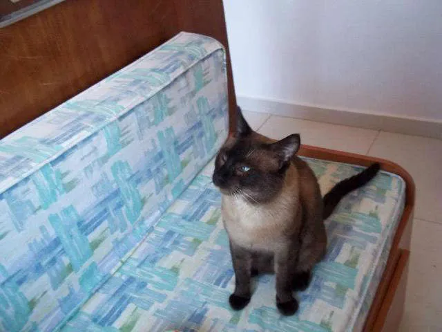 Gato ra a Siamês idade 7 a 11 meses nome Manolo