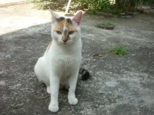 Gato raça SRD idade 1 ano nome Chanel