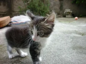 Gato raça SRD idade Abaixo de 2 meses nome jULINHA