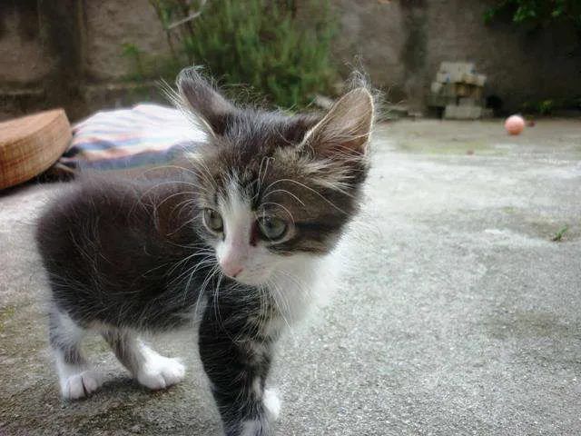 Gato ra a SRD idade Abaixo de 2 meses nome jULINHA