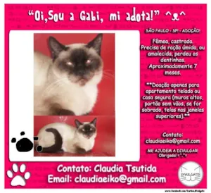Gato raça Siamês idade 1 ano nome GABI