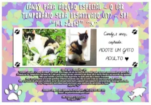 Gato raça SRD idade 2 anos nome Gato adulto