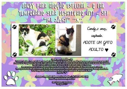 Gato ra a SRD idade 2 anos nome Gato adulto