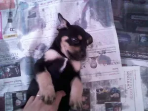Cachorro raça SRD idade Abaixo de 2 meses nome FRED