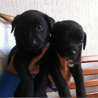 Cachorro ra a não tem idade 2 a 6 meses nome lindas