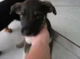 Não tem