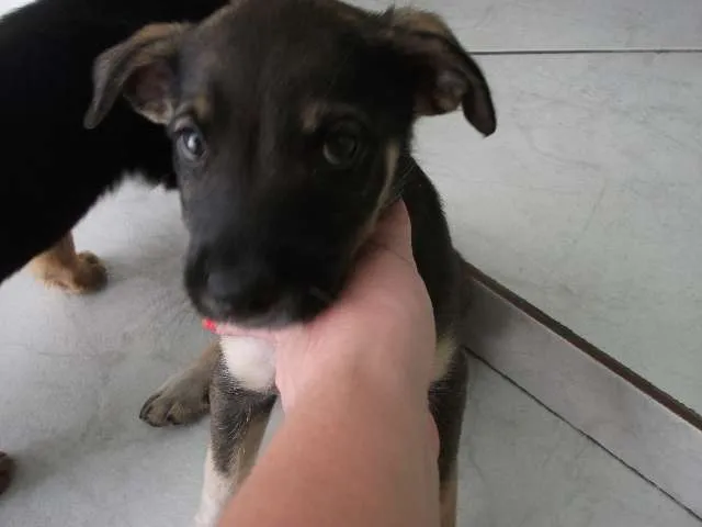 Cachorro ra a SRD idade 2 a 6 meses nome Não tem
