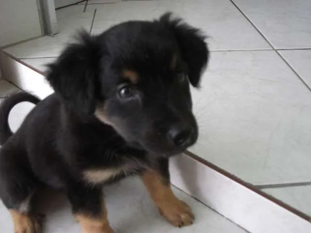 Cachorro ra a SRD idade 2 a 6 meses nome Não tem