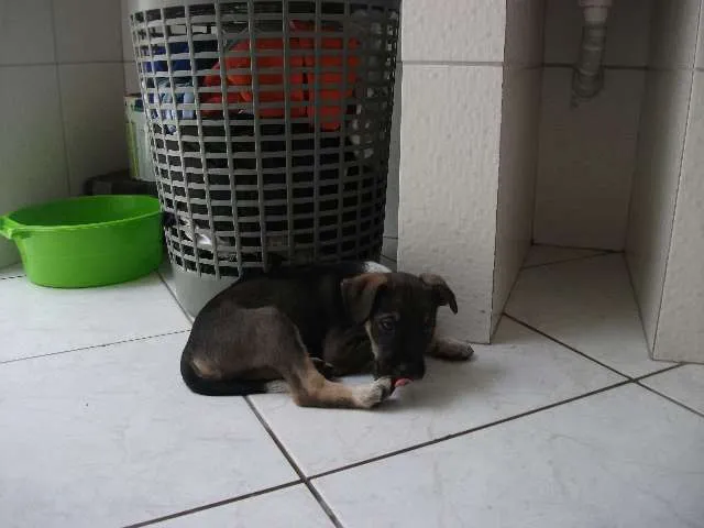 Cachorro ra a SRD idade 2 a 6 meses nome Não tem