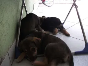 Cachorro raça SRD idade 2 a 6 meses nome Não tem