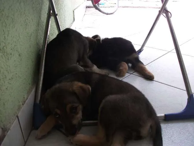 Cachorro ra a SRD idade 2 a 6 meses nome Não tem