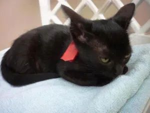 Gato raça SRD idade 2 a 6 meses nome KITTY