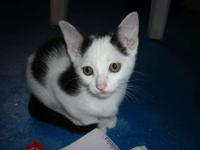 Gato ra a SRD idade 2 a 6 meses nome Pandinha