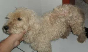 Cachorro raça Poodle idade 1 ano nome sem nome