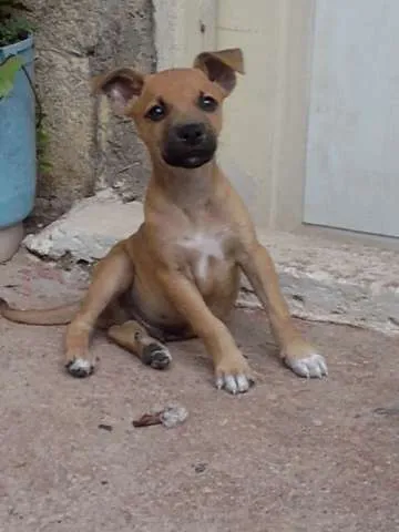 Cachorro ra a SRD idade 2 a 6 meses nome bolota