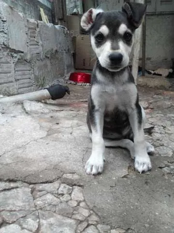 Cachorro ra a SRD idade 2 a 6 meses nome pricesa